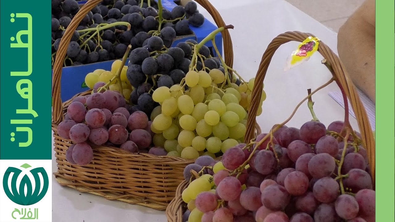 عيد العنب ببومرداس..تثمين وترقية للشُّعبة