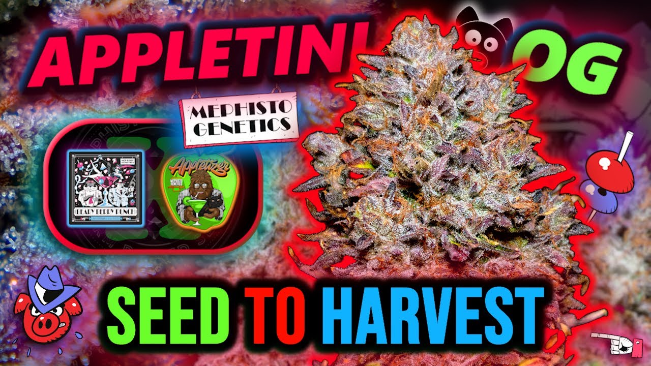 APPLETINI OG 🐻🍎 | Mephisto Genetics SEED to HARVEST Autoflower Grow