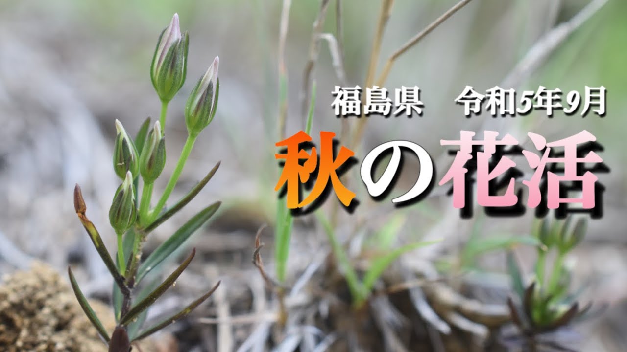 【秋の山野草】9月　秋の花活　福島県　猿楽台地の蕎麦畑など