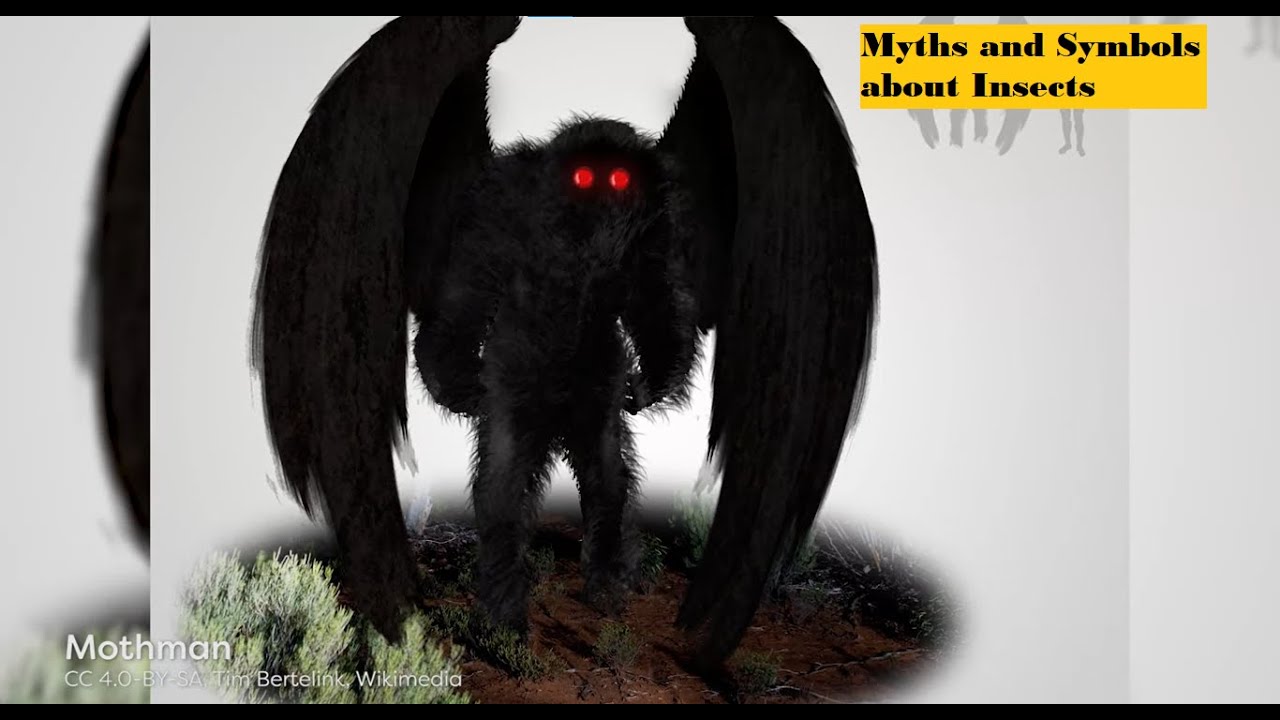 Myths and Symbols about insects | insect home | insect flying | entomology lecture | insect lecture