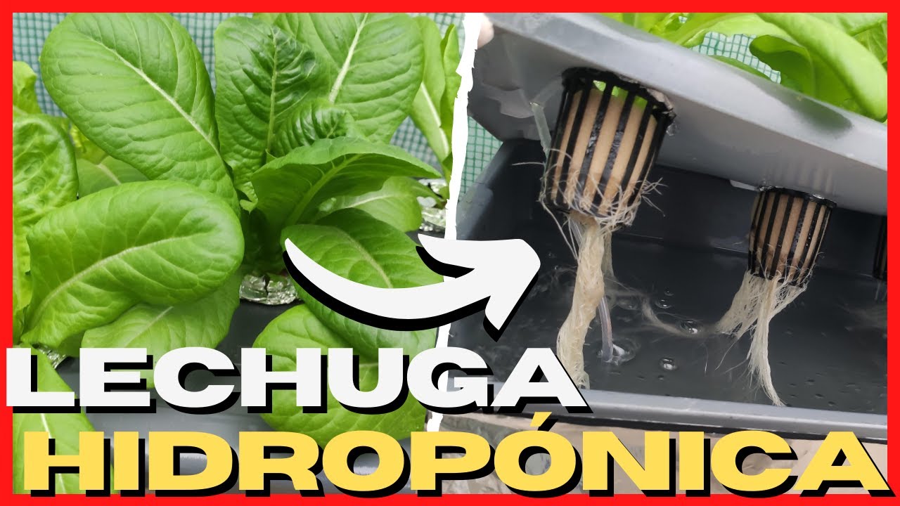 LECHUGA HIDROPONICA casera 🥬 Paso a paso #2 💧