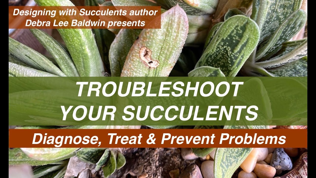 Halt Succulent Infestations