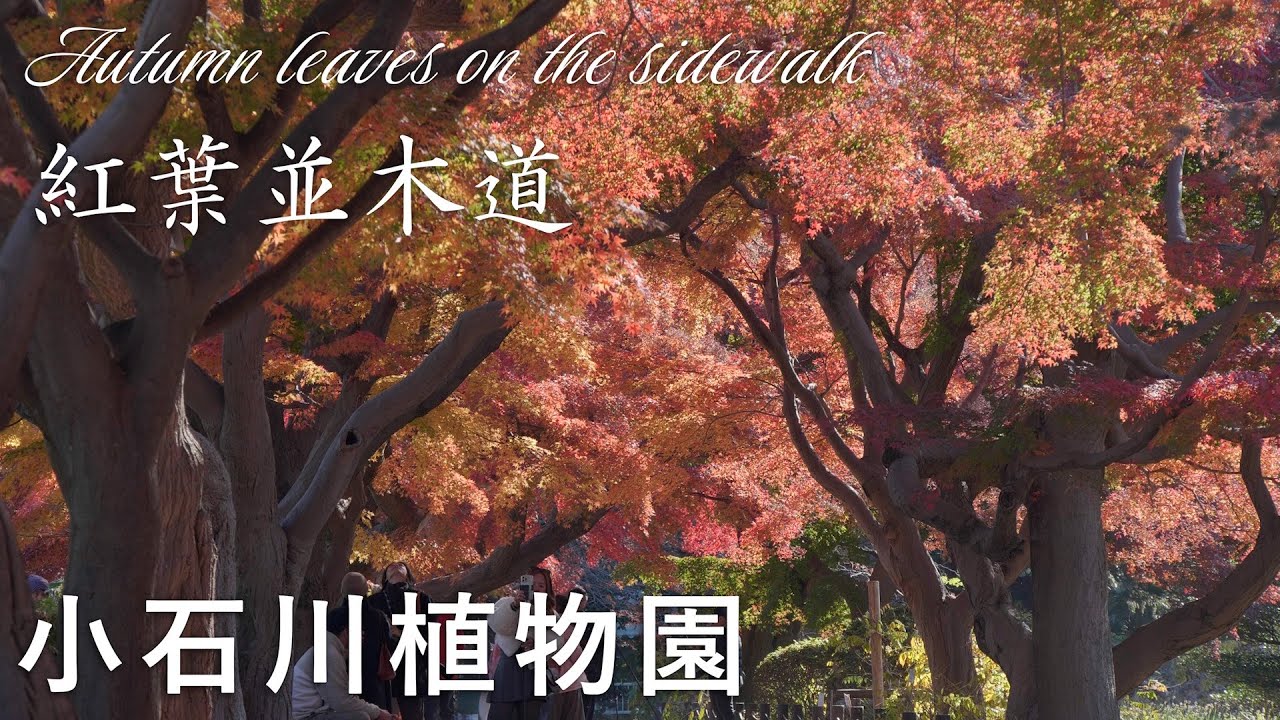 イロハモミジの並木道【2025】小石川植物園、東京、日本　4K