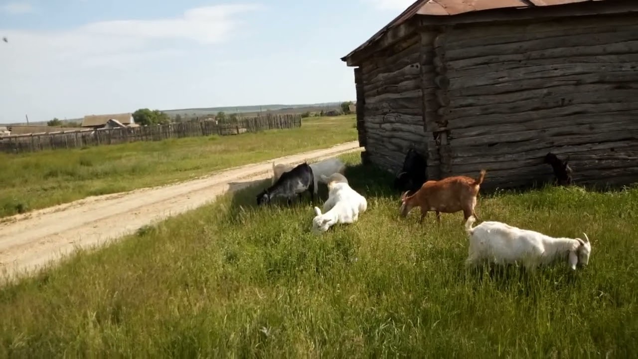 Опять о внутренних паразитах (2023)