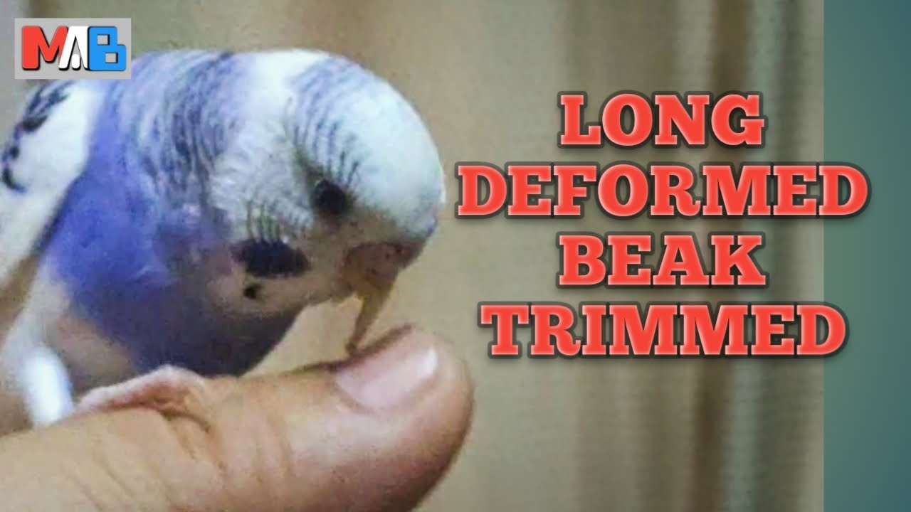 LONG & DEFORMED BEAK TRIMMED | PARAKEET