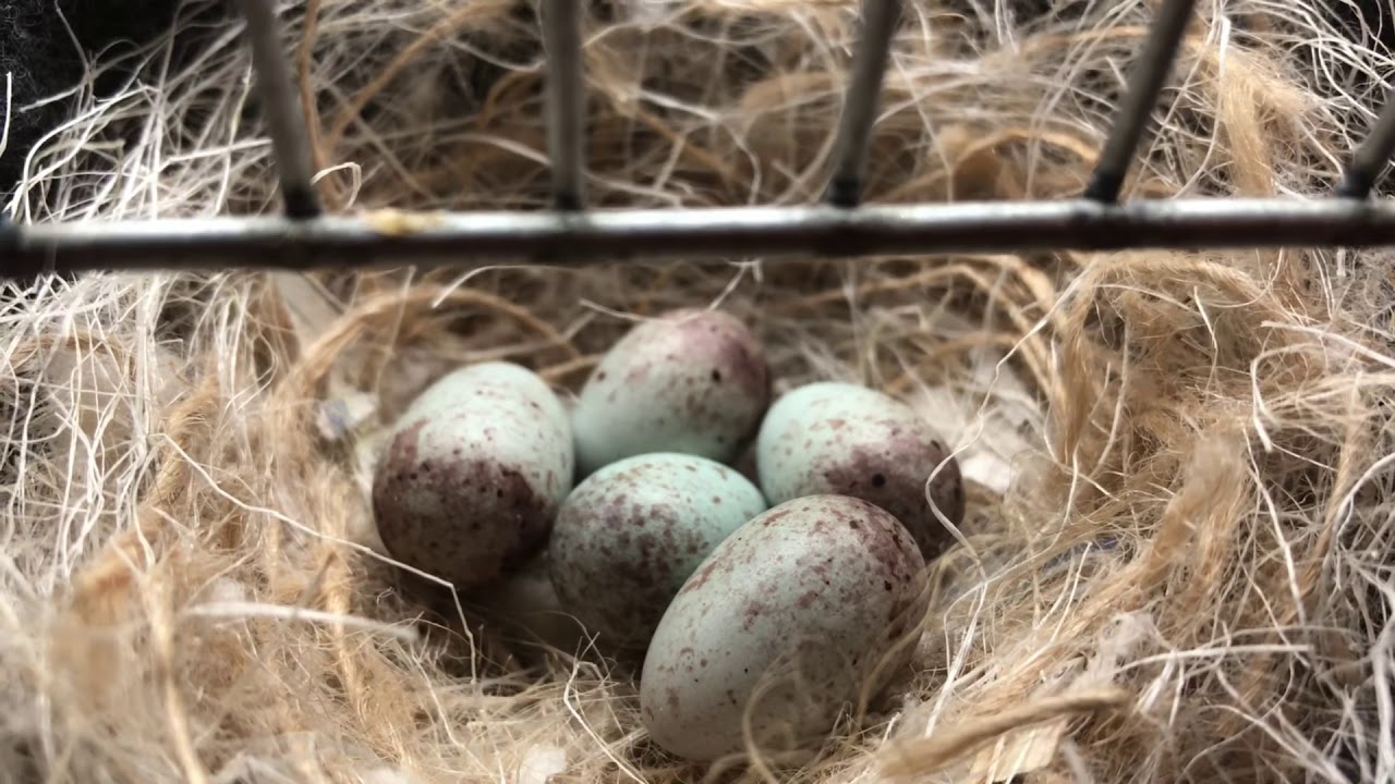 Como hacer para que las canarias pongan mas huevos