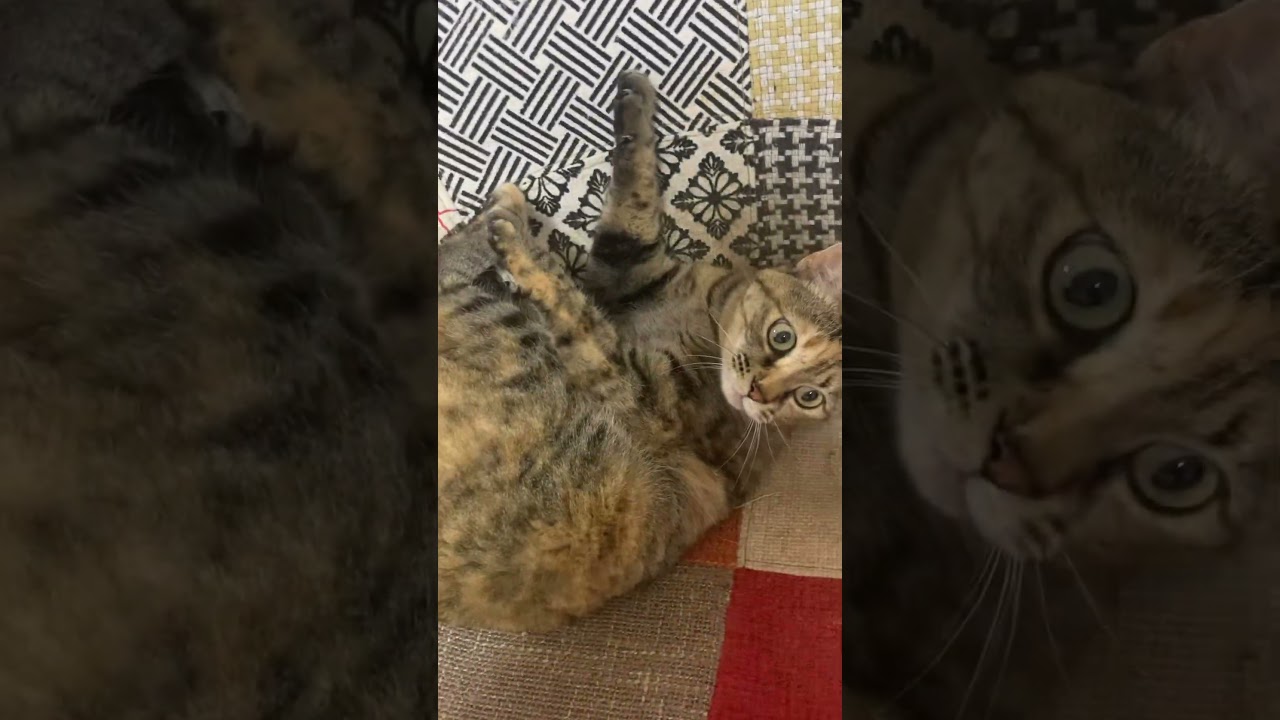 ぐるぐるレミたん🌀 