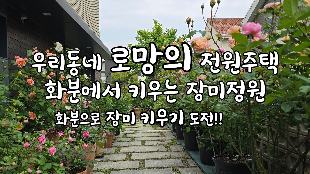 로망의 전원주택 화분에서 키우는 장미정원 화분에서 장미키우기 도전!