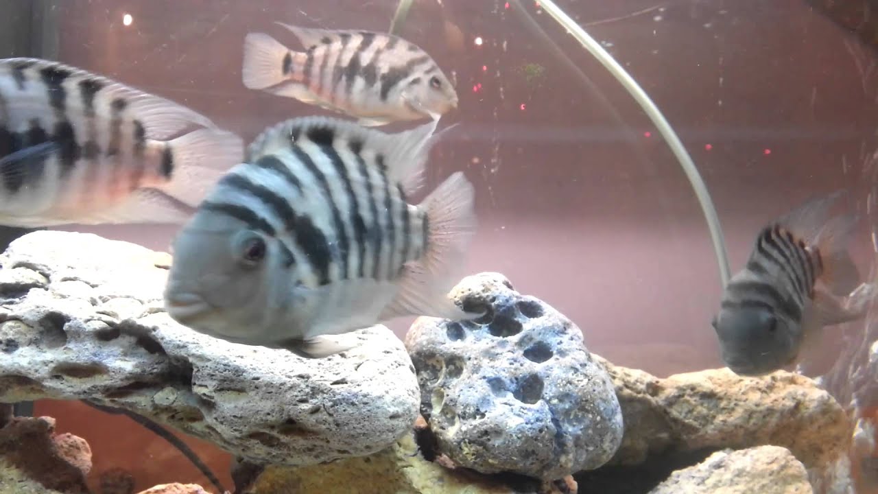 Cichlasoma nigrofasciatum in 120 litre aquarium