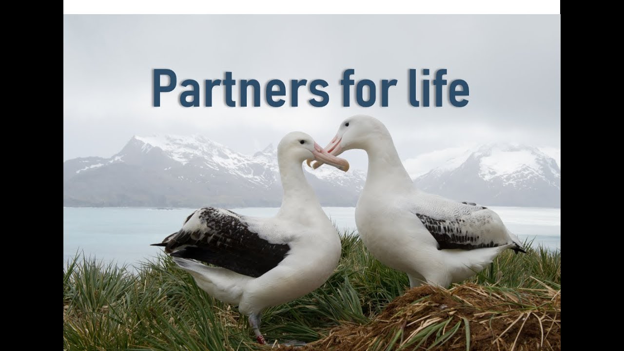 Why some animals partner for life | Prof TRACEY ROGERS