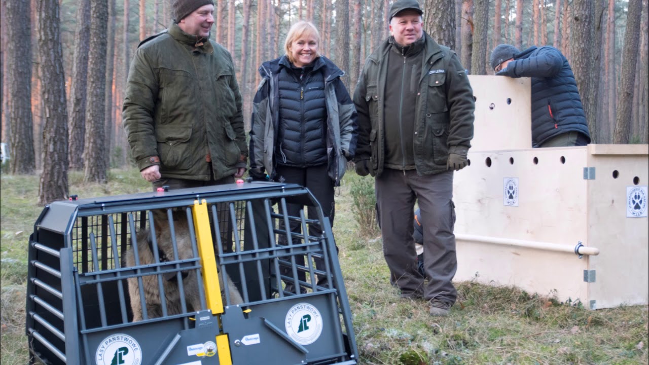 WILKI Harda i Miko wypuszczone na wolność 😆