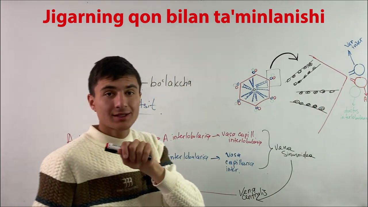 Jigarning qon bilan ta'minlanishi//Jigar anatomiyasi  @Med_Aura_team