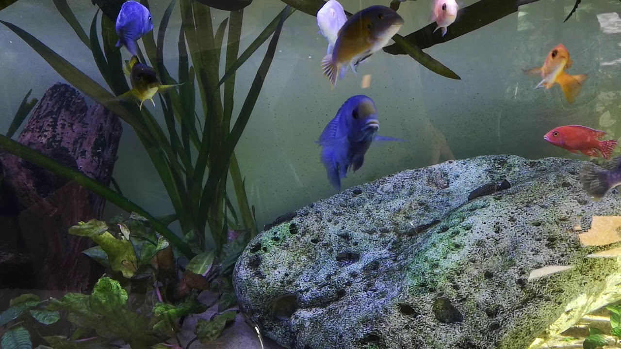 720 aquastabil fusion with 2 juwel bioflow xl.