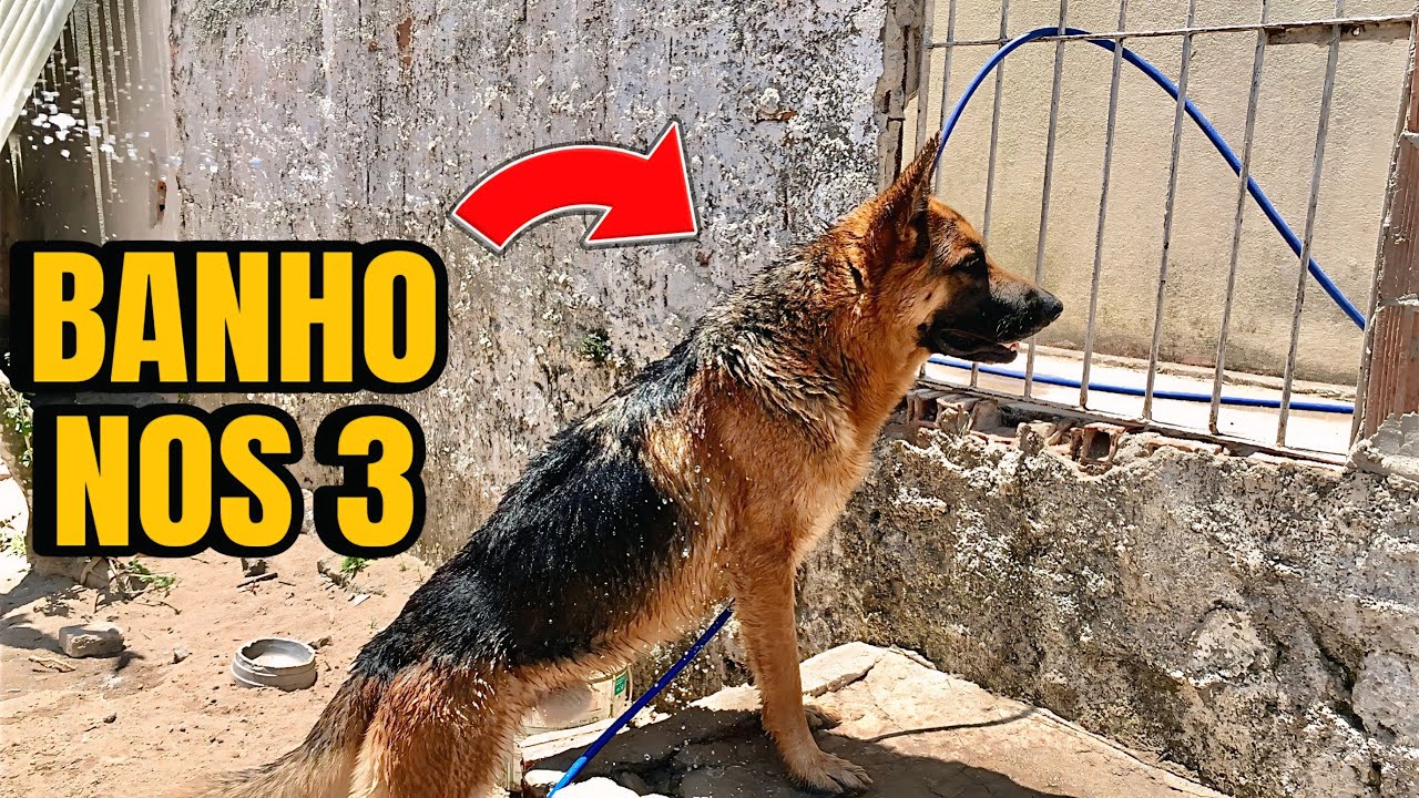 Dar Banho em 3 Pastores Alemães É QUASE IMPOSSÍVEL 😭
