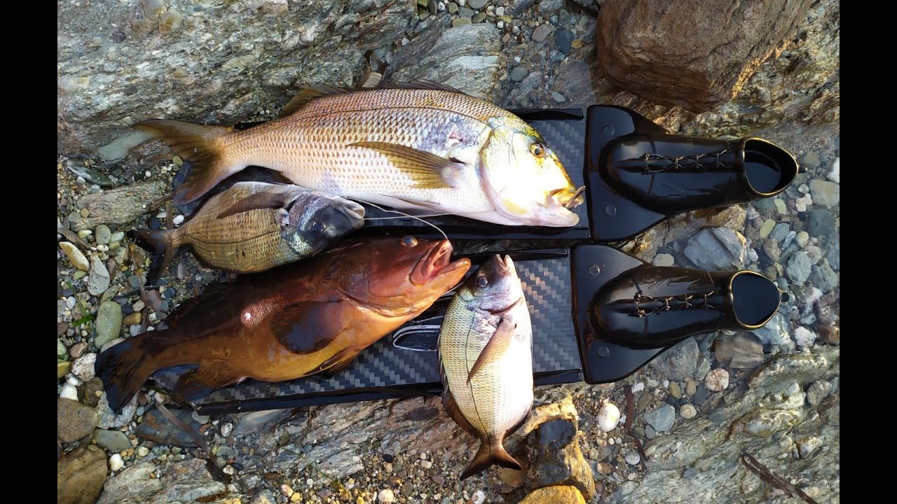 Sorprese dell' agguato nel bassofondo, dentice e cernia. Pesca sub Sardegna