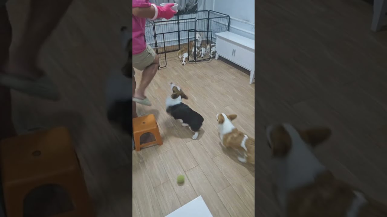🐶 코기TV | Corgi TV |코기 7남매 미션! 이름 부르면 나오고 10초 기다렸다 밥 먹기 | Corgi 7 Mission