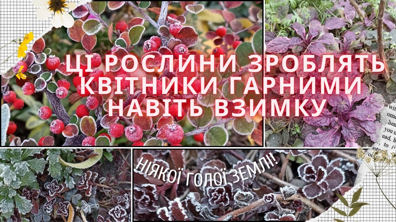 РОСЛИНИ, ЯКІ ДЕКОРАТИВНІ КРУГЛИЙ РІК! Гарний сад у безсніжну зиму, ніякої пустоти на квітниках