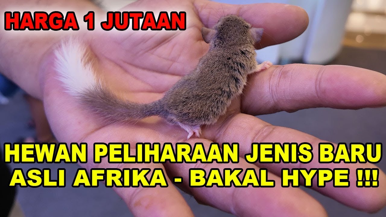 Harga 1 Jutaan - Hewan Mini Afrika Ini Bakal Trending !!!