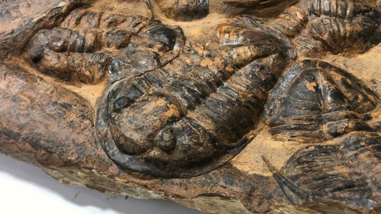 25 x 21