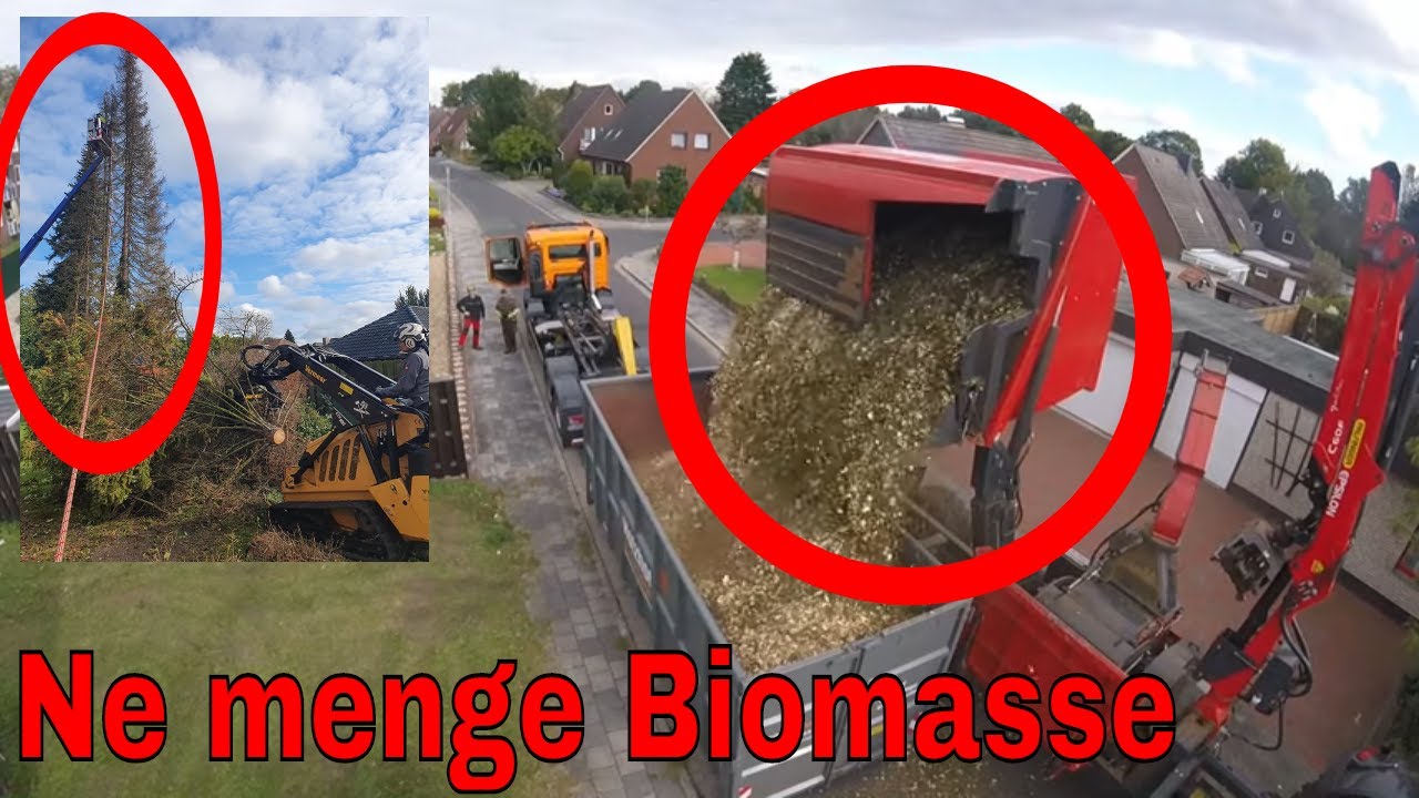 Ne Menge Biomasse | Baumpflege Mertens