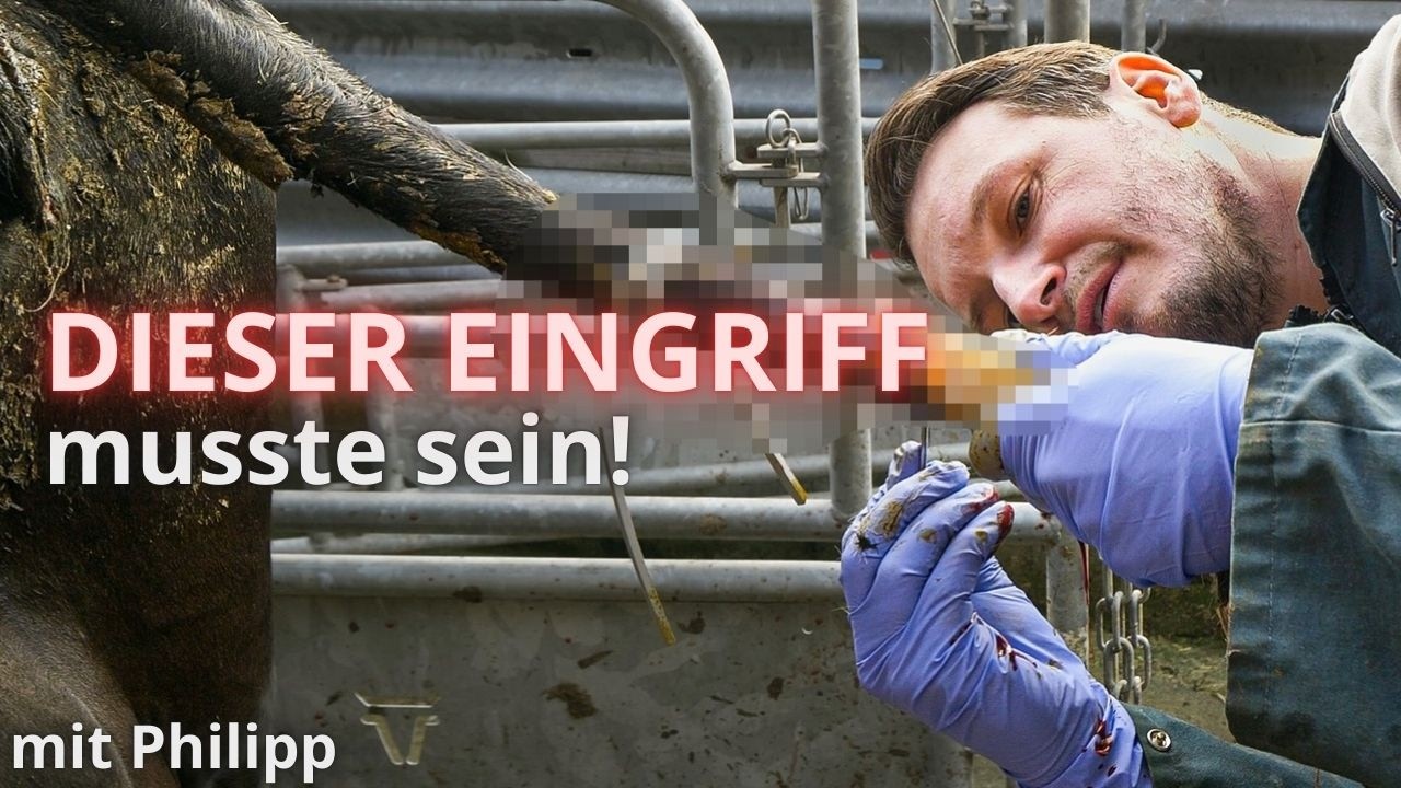 Operation, Tr&auml;chtigkeitsuntersuchung und mehr! - Tierarzt im Einsatz 🐮👨&zwj;⚕️