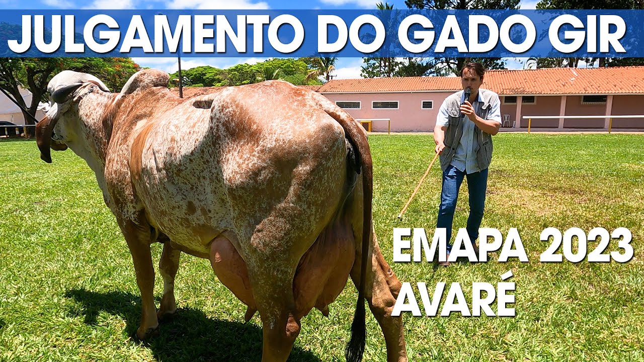 GIR LEITEIRO - JULGAMENTO DO GADO DURANTE A EXPOSIÇÃO EMAPA 2023 EM AVARÉ
