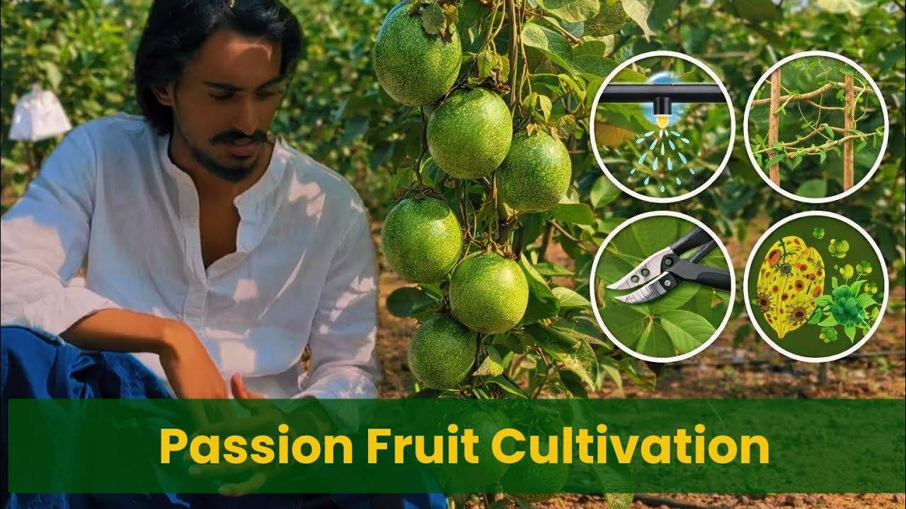 Passion Fruit Cultivation Guide - CEYLO RAJADHANI 