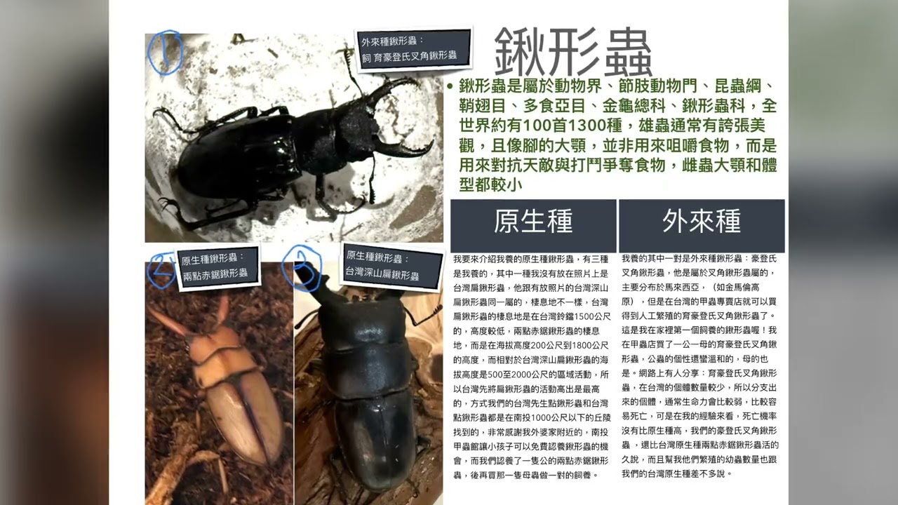甲蟲飼養 一起來當甲蟲繁育家 第一集