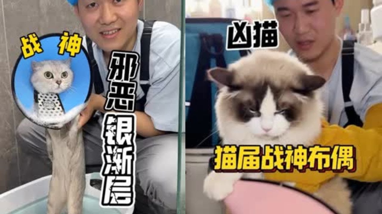 被多家宠物店拉黑的银渐层！在我手上也太乖了吧！ #洗澡  #宠物  #貓咪洗澡 #貓咪咬人 #惡貓 #上門洗貓 #寵物 #猫咪
