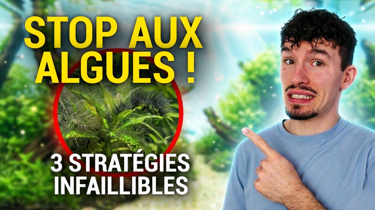 TOP 3 DES MANIÈRES POUR ÉRADIQUER LES ALGUES DE VOTRE AQUARIUM !