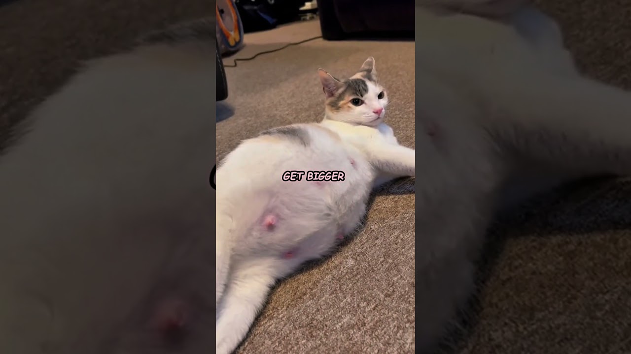 Signs your cat might be pregnant! #shorts #cat
