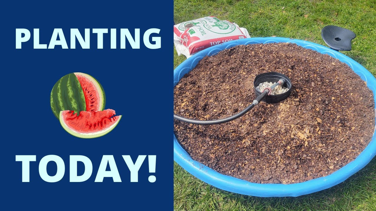 How to Plant Watermelons in a Kiddie Pool | Gardening on the EDGE