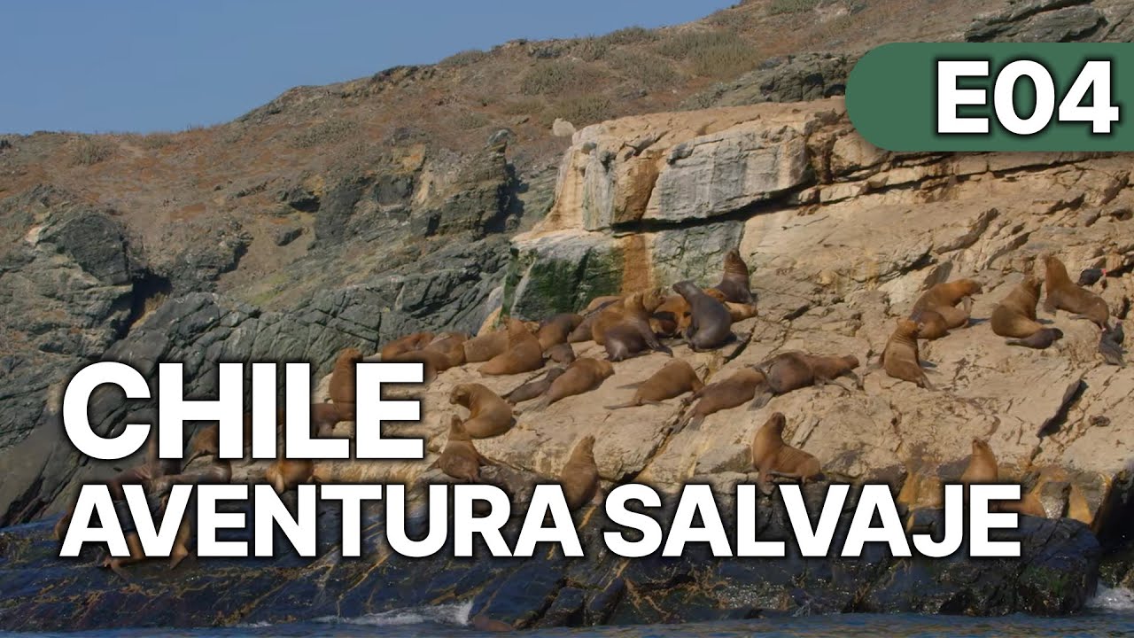 Chile - Un Viaje Salvaje - EP 4 | Explorando el Mar de Chile