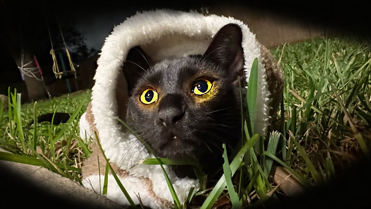 fast and aggressive ASMR with my cat 🐈‍⬛ #smiletoday 