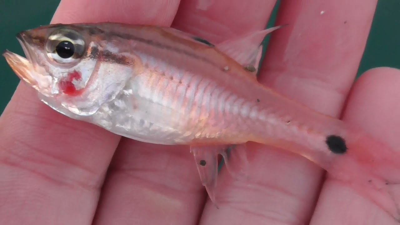 海の金魚と呼ばれるネンブツダイ。釣り人にはエサ取り扱いされますが、ピンク色が鮮やかで、とてもかわいい魚。泳ぎが遅くアオリイカやフィッシュイーターに襲われやすい為、波止際に群れて隠れるようにしています。