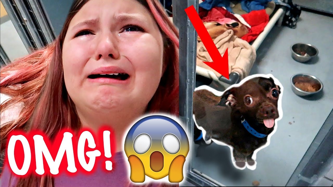 SHE PUT HIM IN A SHELTER! 🐶😢