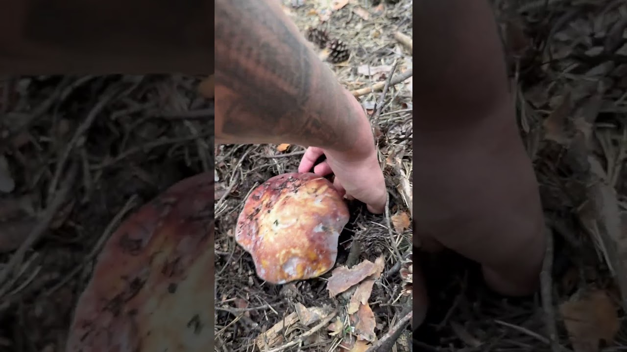 Boletus 2024 #naturaleza #mushroom #boletus #micelio #nature #2024