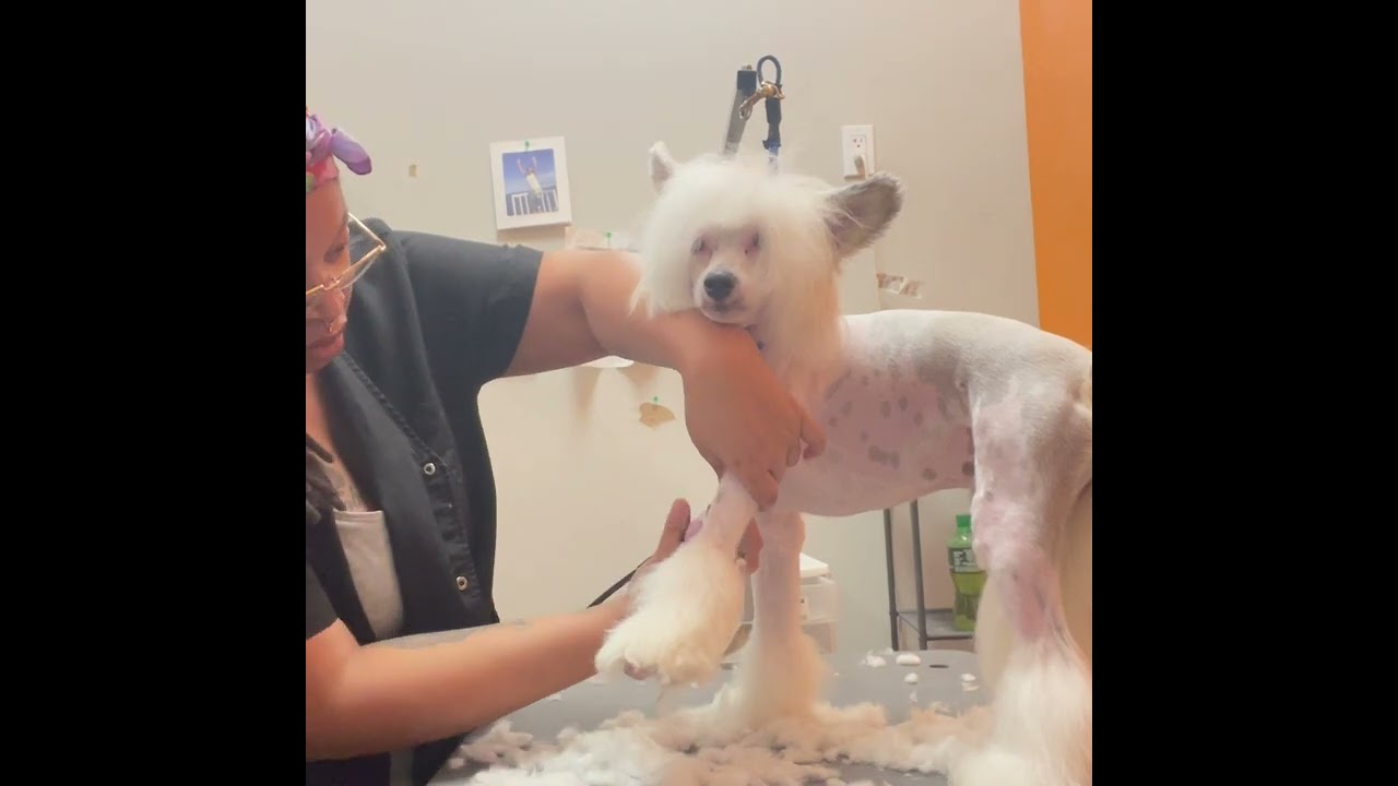 Grooming a Chinese Crested