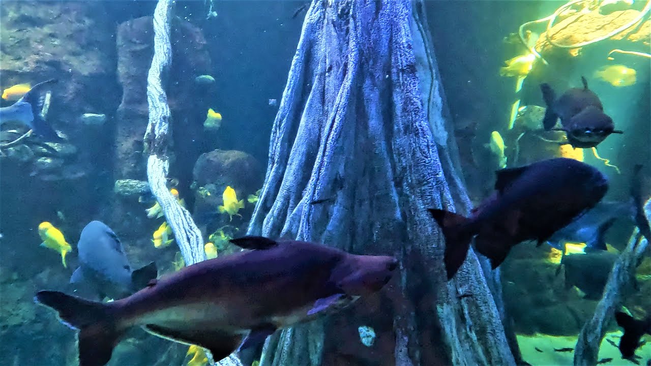 Palma de Mallorca Aquarium - Spain
