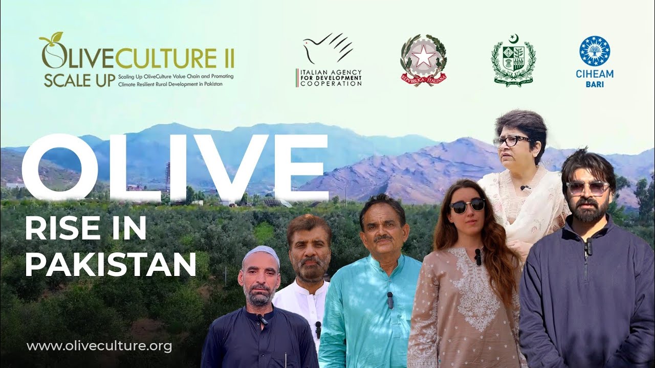 Olive Rise in Pakistan l Documentary by Olive Culture