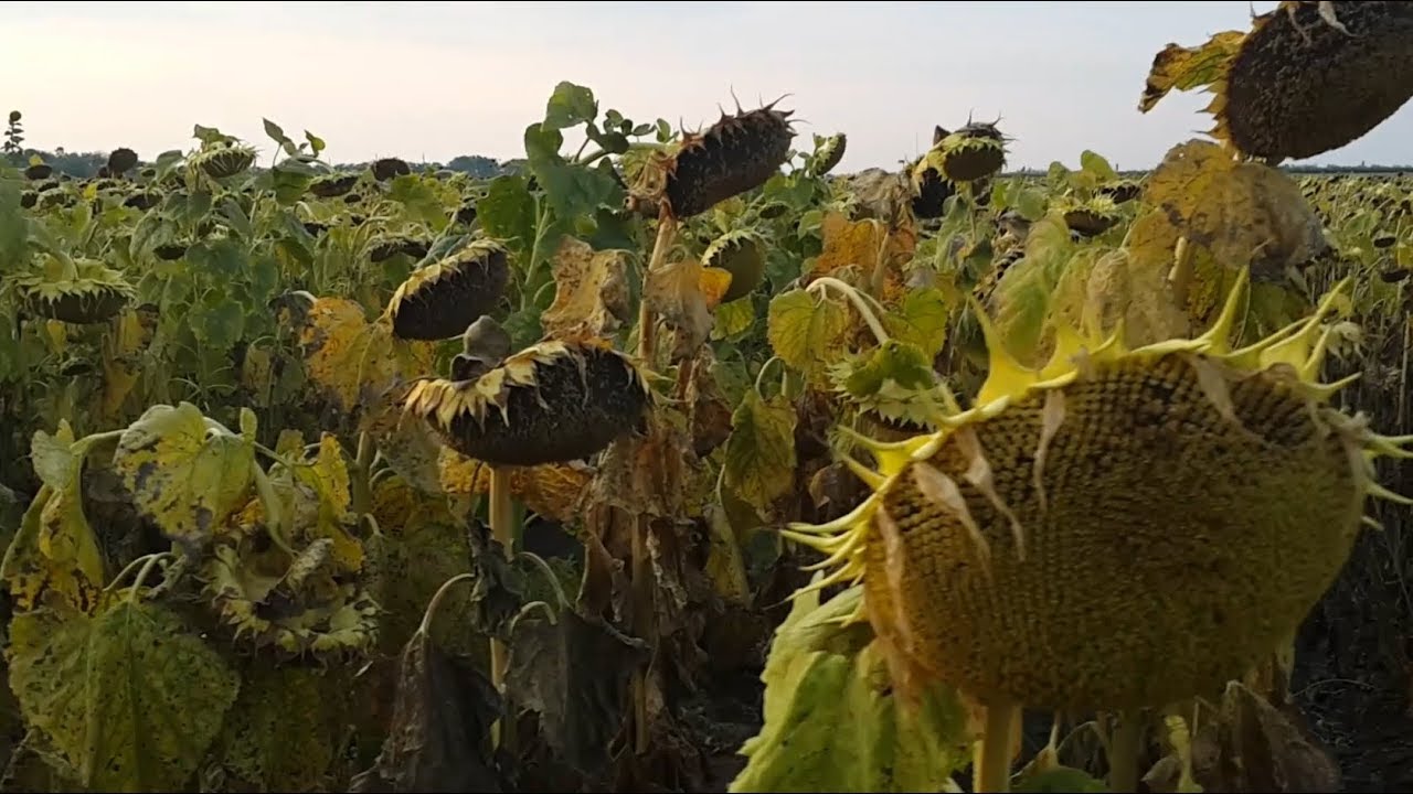 Подсолнечник с поливом и без.