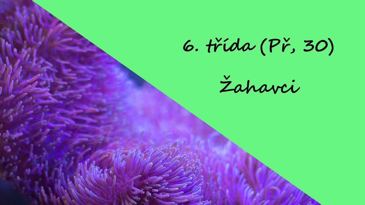 6. třída (Př, 30) - Žahavci