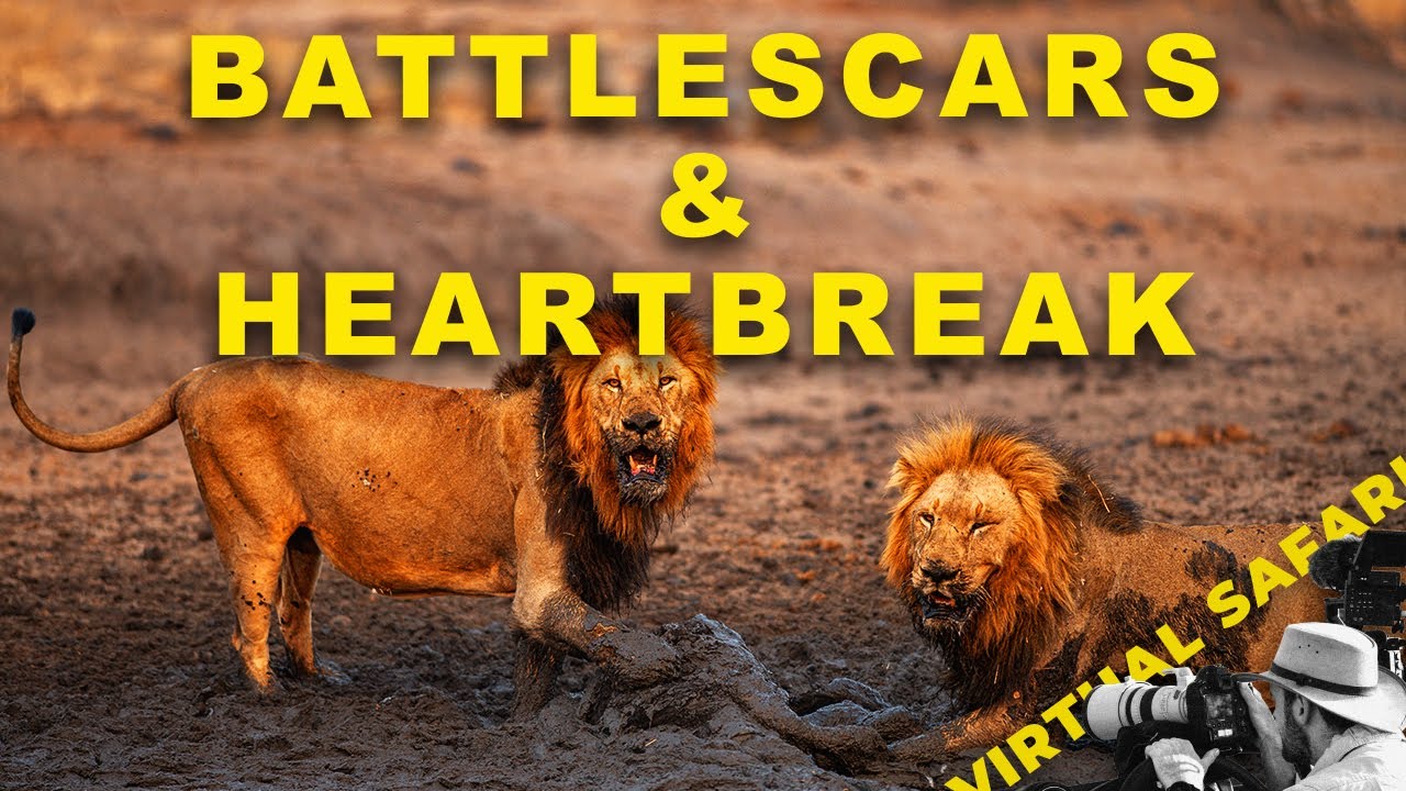 Gijima Male Injury | Leopard Heartbreak- Virtual Safari #288