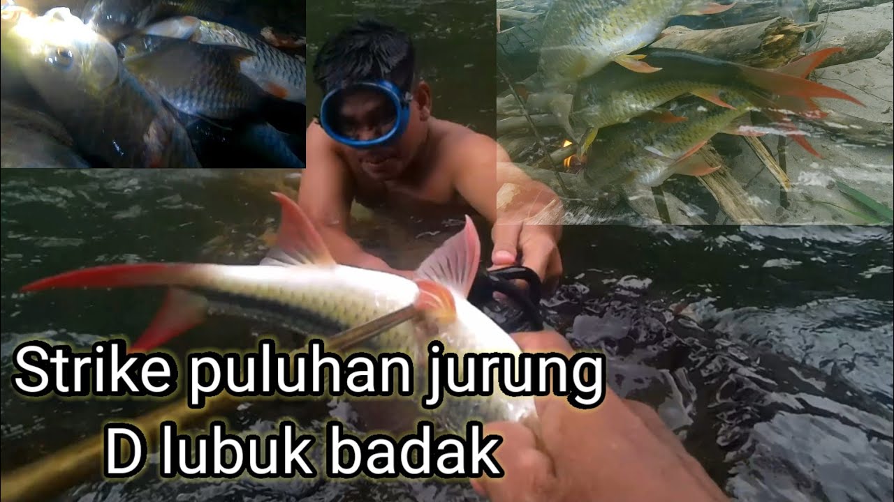 Sarangnya jurung d lubuk badak, aek rimo labura