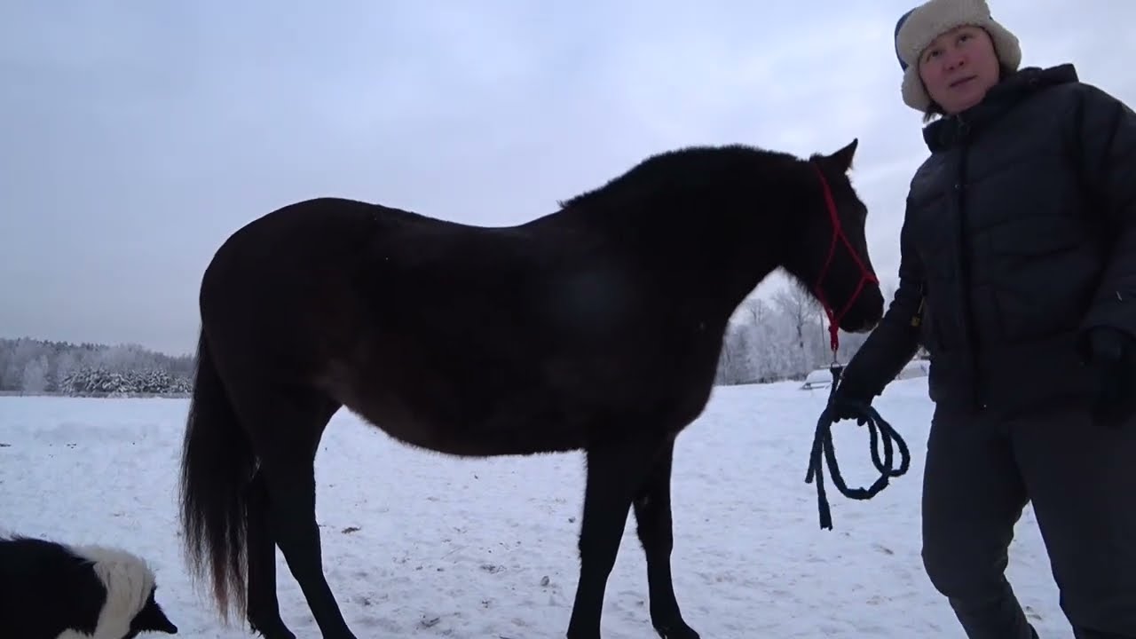 Жеребятам ОДИНА- 3 года