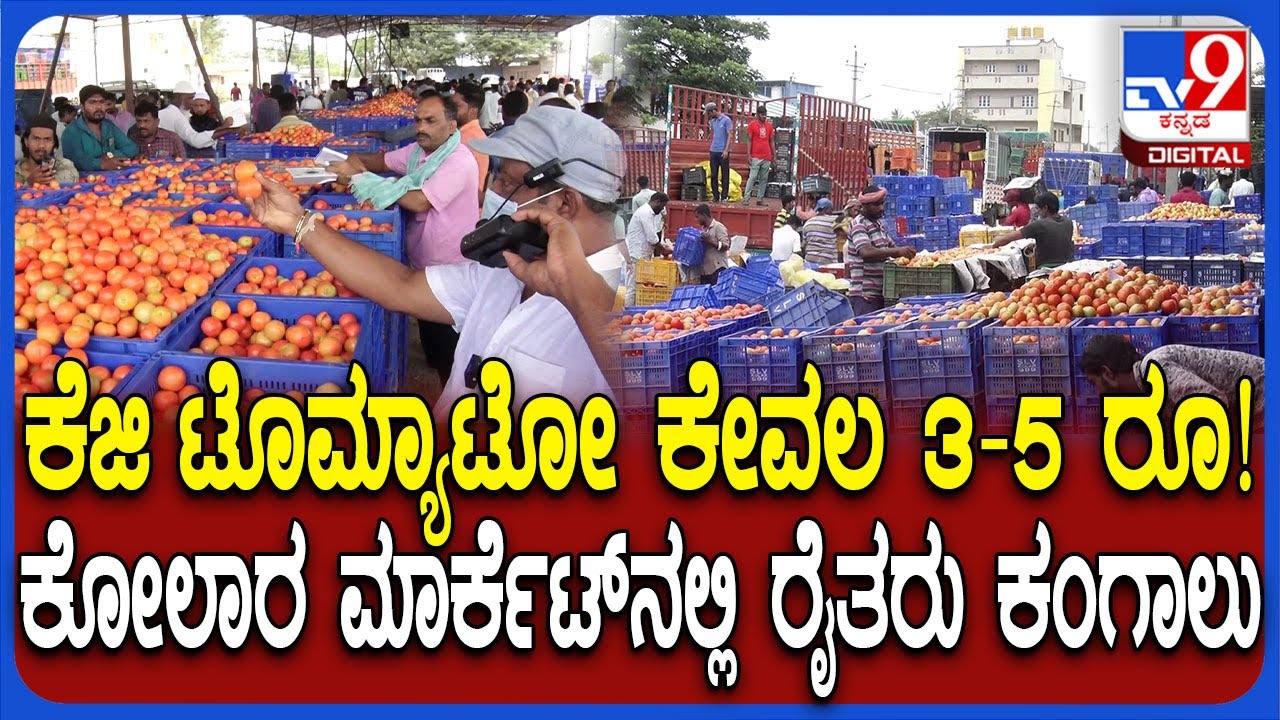 Kolara tomato Market: ಕೋಲಾರ ಎಪಿಎಂಸಿ ಮಾರುಕಟ್ಟೆಯಲ್ಲಿ ಒಂದಂಕಿ ಬೆಲೆಗೆ ಕುಸಿದ ಟೊಮ್ಯಾಟೋ | #TV9D