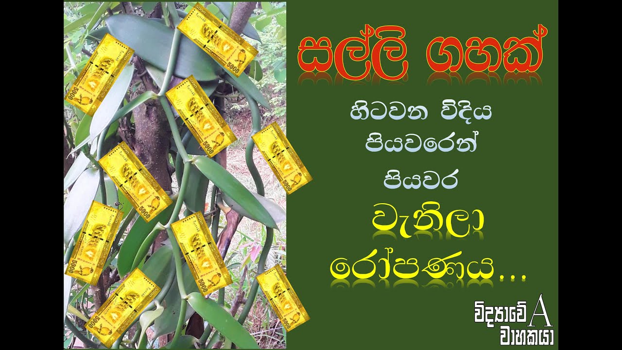 වැනිලා වැල් රෝපණය කිරීමේ නිවැරදි ආකාරය correct methods of vanilla planting