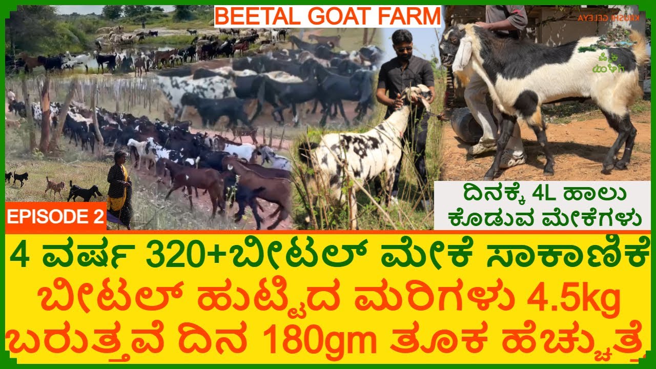 ವೈಜ್ಞಾನಿಕವಾಗಿ 320+ ಬೀಟಲ್ ಮೇಕೆ ಸಾಕಾಣಿಕೆ | ಹುಟ್ಟಿದ ಮರಿಗಳು 4.5kg ಬರುತ್ತವೆ | Punjab Beetal Goat Farm