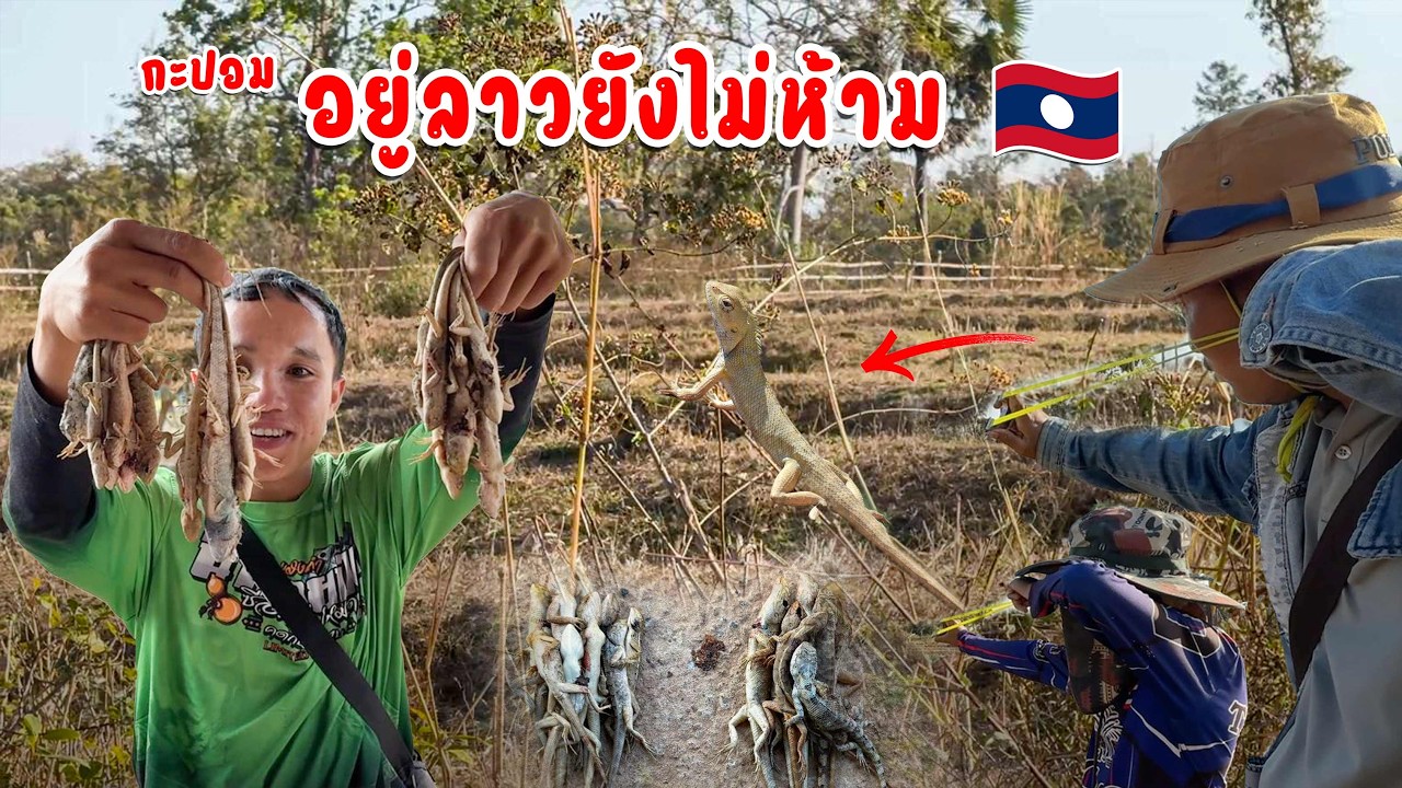 อยู่บ้านเฮายังหากะปอมกินได้ ปีนี้มีหลาย | ຫາກະປອມຄໍແດງ