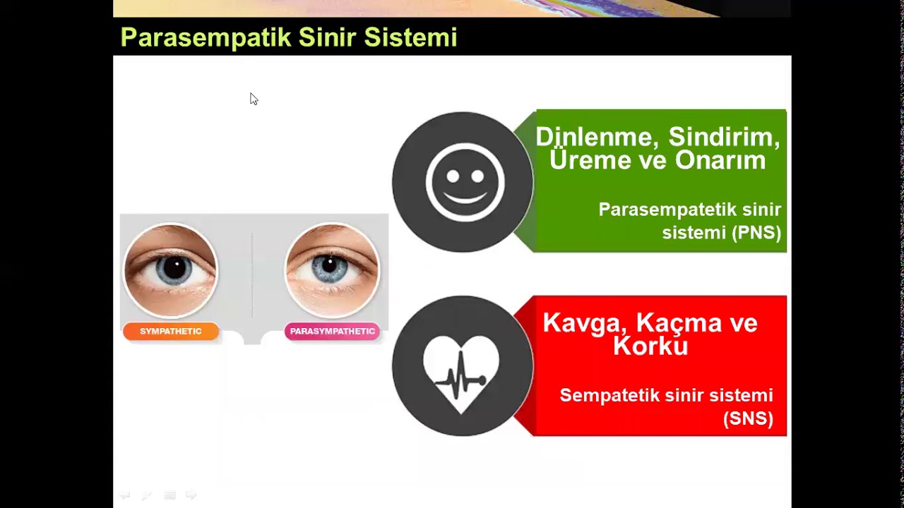 Parasempatik Sinir Sistemi Yüksel AYDAR